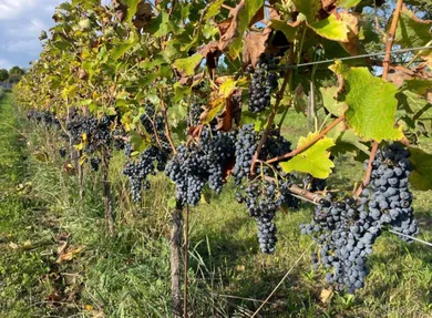 Działki na sprzedaż, Pezinok · €55 000