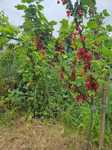 Na predaj pozemok, 247 m², Trnava, Ulica Sereďská