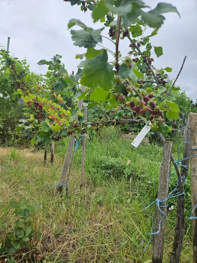 Na predaj pozemok, 247 m², Trnava, Ulica Sereďská