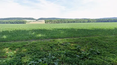 Na predaj pozemok, Buková