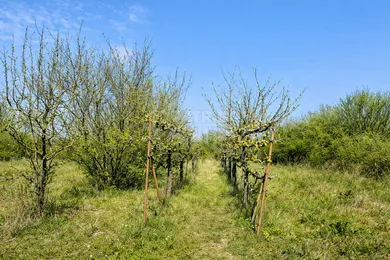 Na predaj pozemok, Levice, Kalinčiakovo