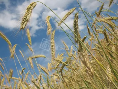 Pozemky na predaj, Most pri Bratislave · €1 111 825