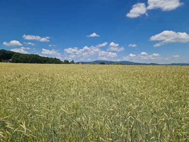 Na predaj pozemok, Rudník