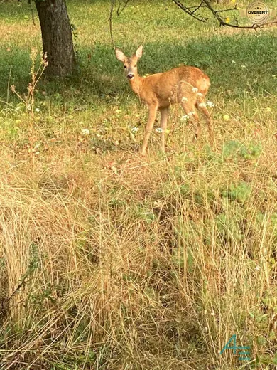 See details