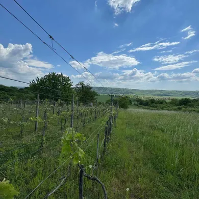 Na predaj pozemok, Terany
