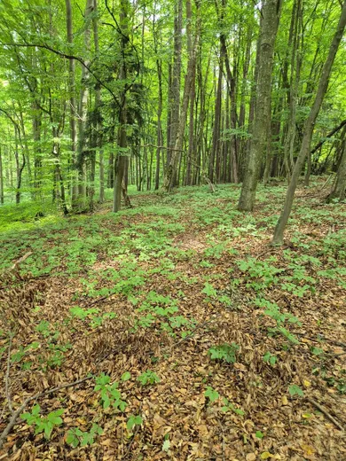 Na predaj pozemok, Beluša, Belušské Slatiny