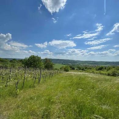 Na predaj pozemok, Terany